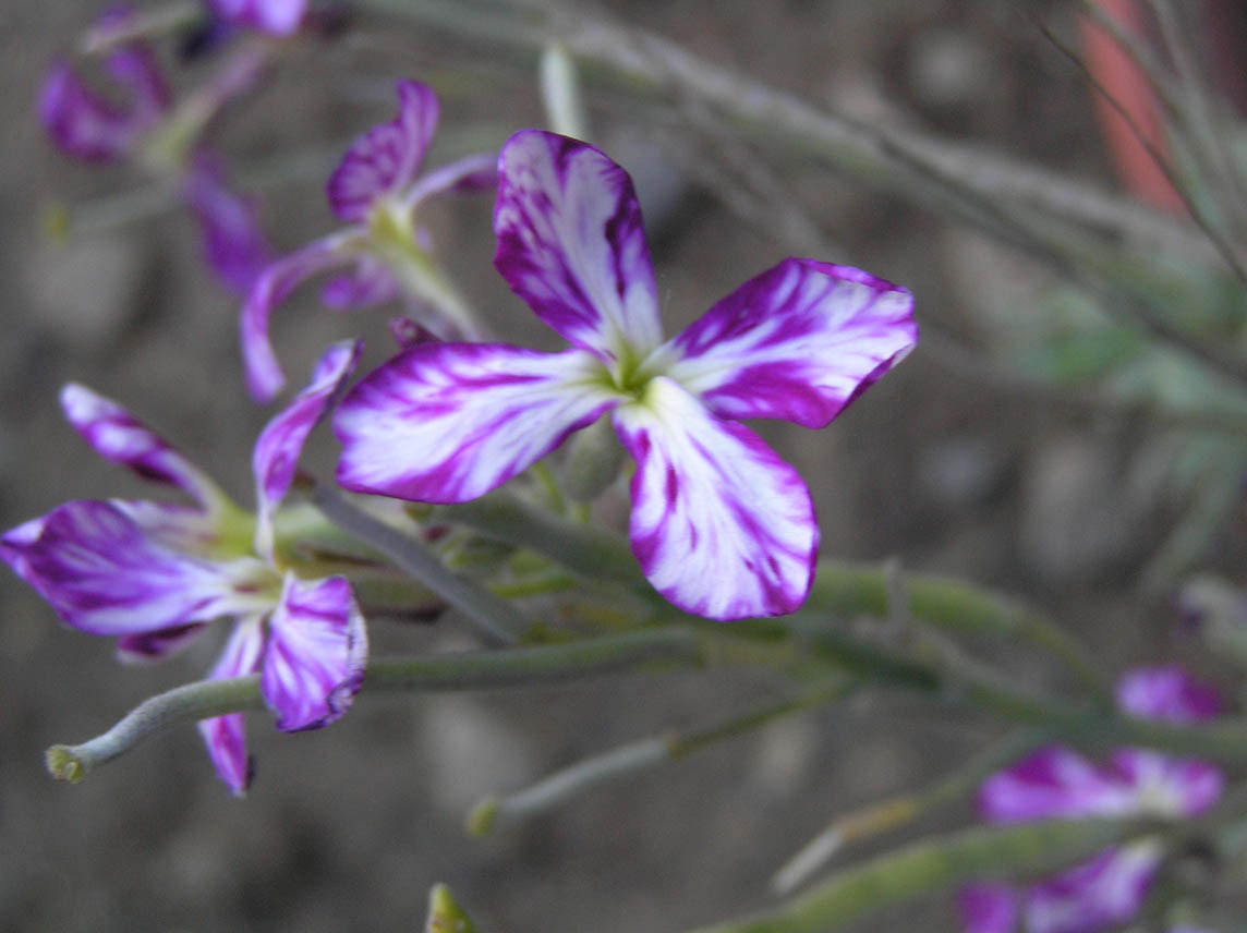 substrato carbonatico - Matthiola sp. e Dipsacacea